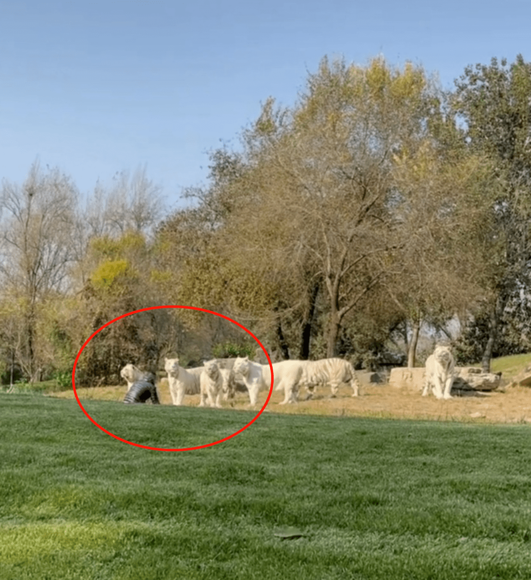 爱游戏游戏平台英超赛程吃紧,埃因霍温清晨扳平良机,话题不断,医务组通报恢复的简单介绍